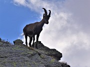 70 Stambecco ...di roccia in roccia